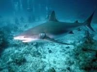 Requin blanc