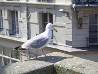 St Malo : Mouette