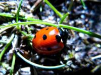 Coccinelle (2)