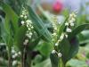 Muguet ~ 1