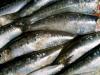 Sardines