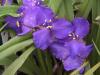 Tradescantia