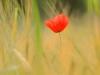 Coquelicot