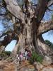 Sénégal : Arbre géant