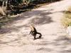 Costa Rica : Petit singe