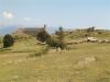 Moutons, chapelle du Bellocq