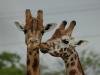 Zoo d'Amnéville : Bisou Girafe