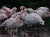 Zoo d'Amnéville : Flamants