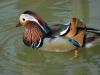 Zoo d'Amnéville : Canard