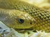 Reptiles : Serpent