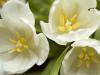 Tulipes blanches