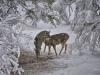 Cervidés dans la neige